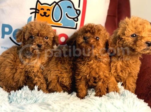 Show Kalite Redbrown Toy Poodle Yavrularımız görsel