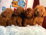 Show Kalite Redbrown Toy Poodle Yavrularımız