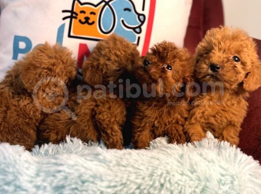 Show Kalite Redbrown Toy Poodle Yavrularımız görsel