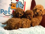 Show Kalite Redbrown Toy Poodle Yavrularımız
