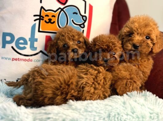 Show Kalite Redbrown Toy Poodle Yavrularımız görsel