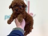 Show Kalite Redbrown Toy Poodle Yavrularımız