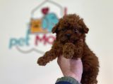 Show Kalite Redbrown Toy Poodle Yavrularımız