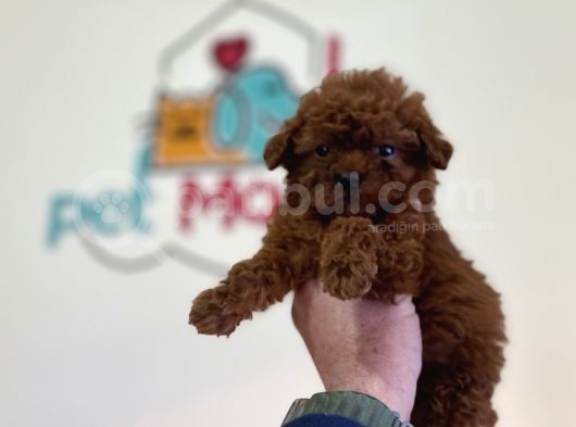 Show Kalite Redbrown Toy Poodle Yavrularımız görsel