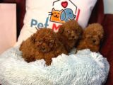 Show Kalite Redbrown Toy Poodle Yavrularımız
