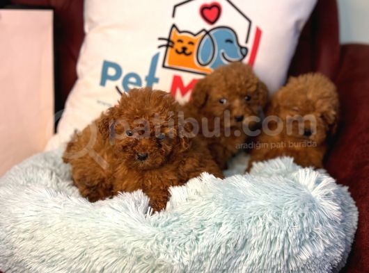 Show Kalite Redbrown Toy Poodle Yavrularımız görsel