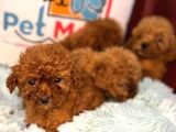 Show Kalite Redbrown Toy Poodle Yavrularımız