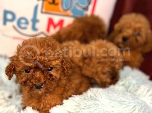 Show Kalite Redbrown Toy Poodle Yavrularımız görsel