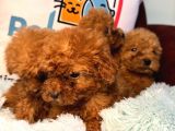 Show Kalite Redbrown Toy Poodle Yavrularımız
