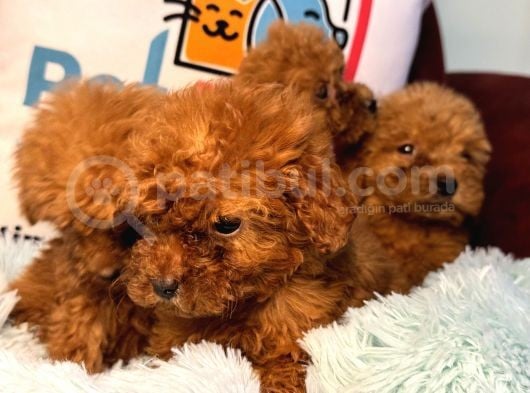 Show Kalite Redbrown Toy Poodle Yavrularımız görsel
