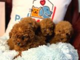 Show Kalite Redbrown Toy Poodle Yavrularımız