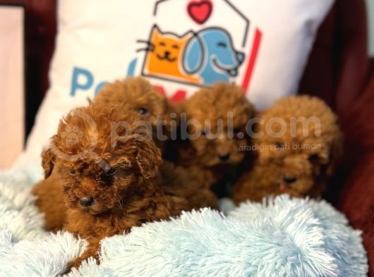 Show Kalite Redbrown Toy Poodle Yavrularımız görsel