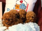 Show kalite redbrown toy poodle yavrularımız
