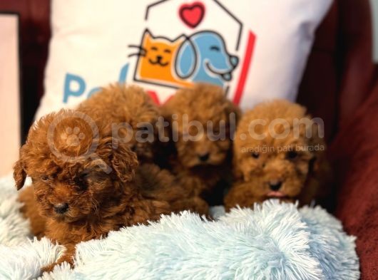 Show Kalite Redbrown Toy Poodle Yavrularımız