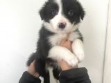 Akıl Küpü Border Collie Yavrular