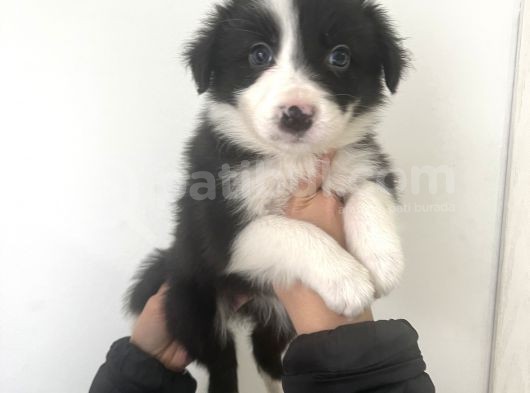 Akıl Küpü Border Collie Yavrular görsel