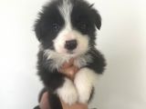 Akıl Küpü Border Collie Yavrular