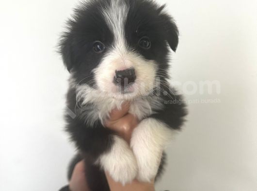 Akıl Küpü Border Collie Yavrular görsel