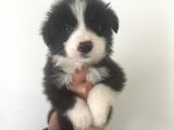 Akıl Küpü Border Collie Yavrular