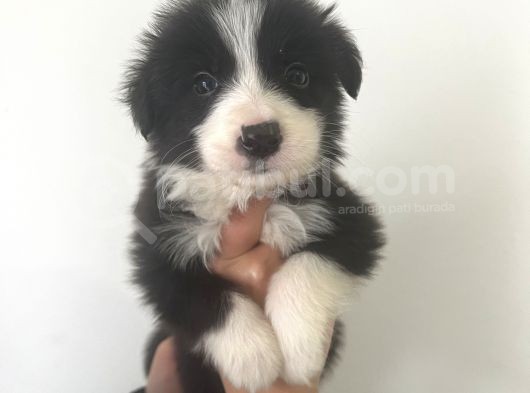 Akıl Küpü Border Collie Yavrular görsel