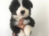 Akıl Küpü border Collie Yavrular