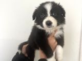 Akıl Küpü Border Collie Yavrular