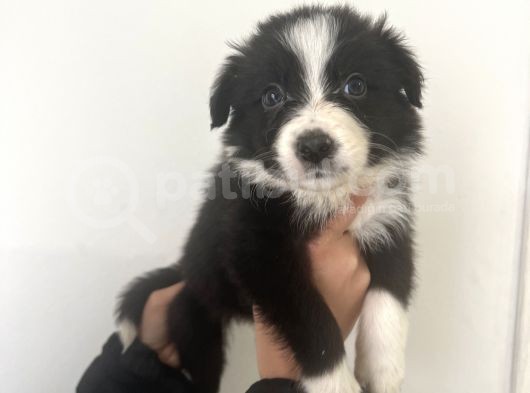 Akıl Küpü Border Collie Yavrular görsel