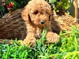 Harika Özelliklere Sahip Toy Poodle Yavrular