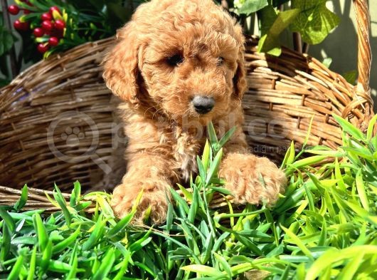 Harika Özelliklere Sahip Toy Poodle Yavrular