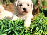 Kar Beyaz Zeytin Gözlü Maltese Terrier Yavrular
