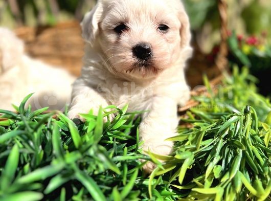 Kar Beyaz Zeytin Gözlü Maltese Terrier Yavrular görsel