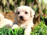 Kar Beyaz Zeytin Gözlü Maltese Terrier Yavrular