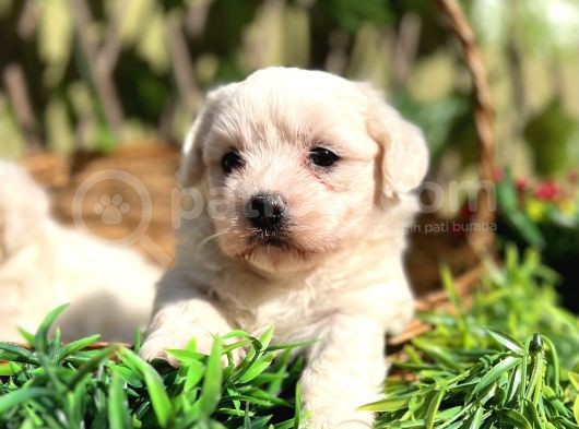 Kar Beyaz Zeytin Gözlü Maltese Terrier Yavrular görsel