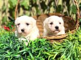 Kar Beyaz Zeytin Gözlü Maltese Terrier Yavrular
