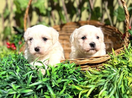 Kar Beyaz Zeytin Gözlü Maltese Terrier Yavrular görsel
