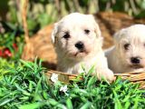 Kar Beyaz Zeytin Gözlü Maltese Terrier Yavrular