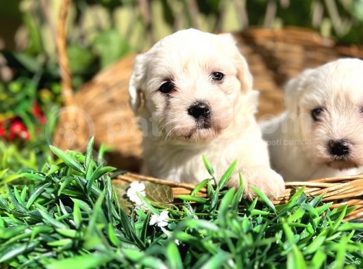 Kar Beyaz Zeytin Gözlü Maltese Terrier Yavrular görsel