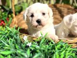 Kar Beyaz Zeytin Gözlü Maltese Terrier Yavrular