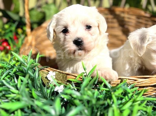 Kar Beyaz Zeytin Gözlü Maltese Terrier Yavrular görsel