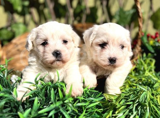 Kar Beyaz Zeytin Gözlü Maltese Terrier Yavrular