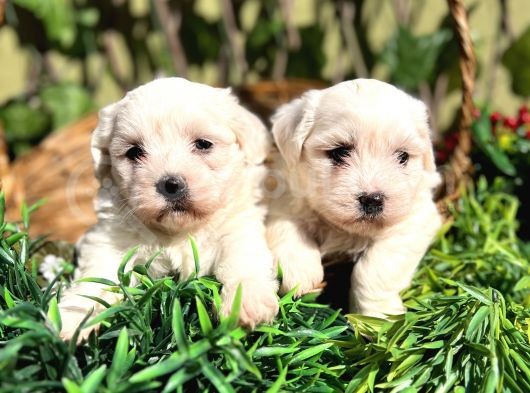 Kar Beyaz Zeytin Gözlü Maltese Terrier Yavrular görsel