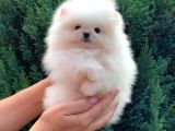 Mall Of İstanbul Vonalpten Pomerani̇an Boo