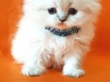 Petmode Den En Güzel Longhair Scottish Yavrular
