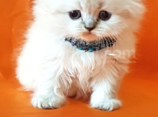 Petmode Den En Güzel Longhair Scottish Yavrular görsel