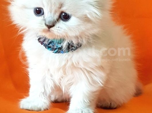 Petmode Den En Güzel Longhair Scottish Yavrular görsel
