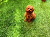 Petmode Köpek Çifrliğinden Dişi 5 Aylık Kore Toy Poodle