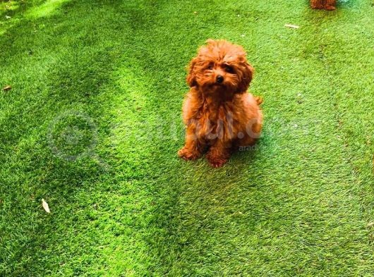 Petmode Köpek Çifrliğinden Dişi 5 Aylık Kore Toy Poodle görsel