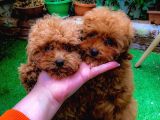 Petmode Köpek Çifrliğinden Dişi 5 Aylık Kore Toy Poodle