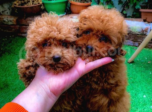Petmode Köpek Çifrliğinden Dişi 5 Aylık Kore Toy Poodle görsel