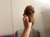Mall Of İstanbul Vonalpten Toy Poodle